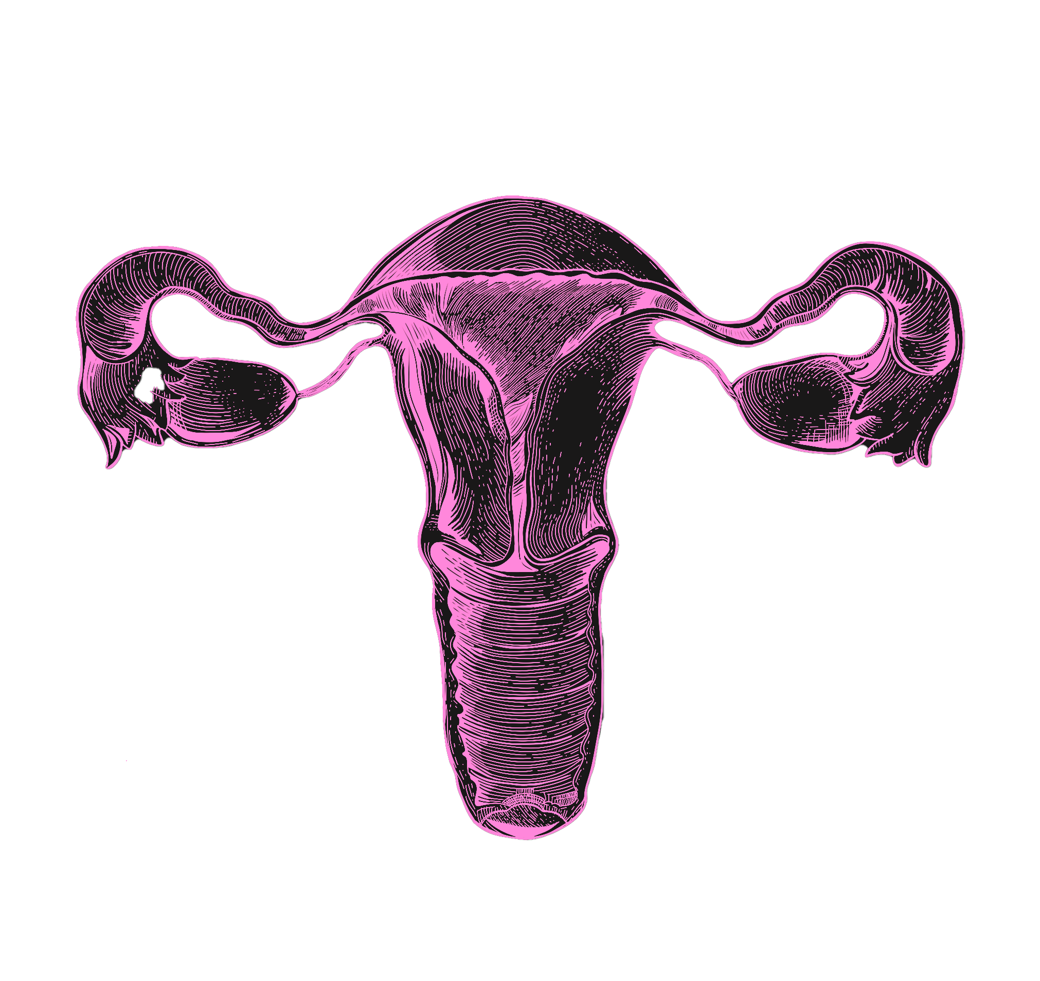 Uterus